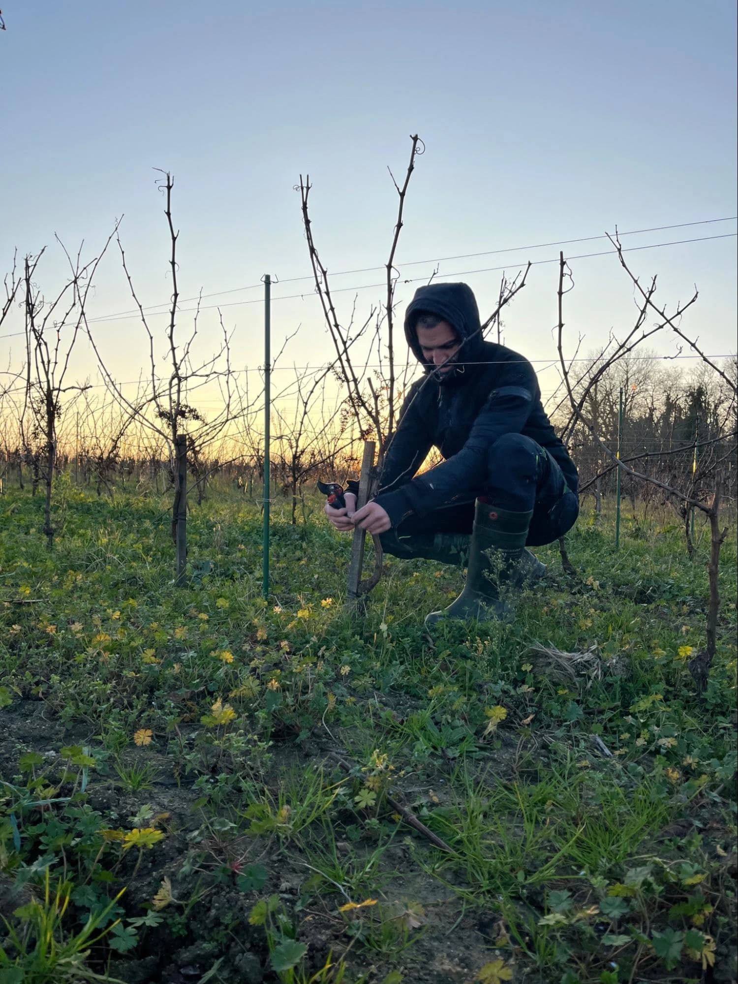 Rangées de vignes du Domaine Durand