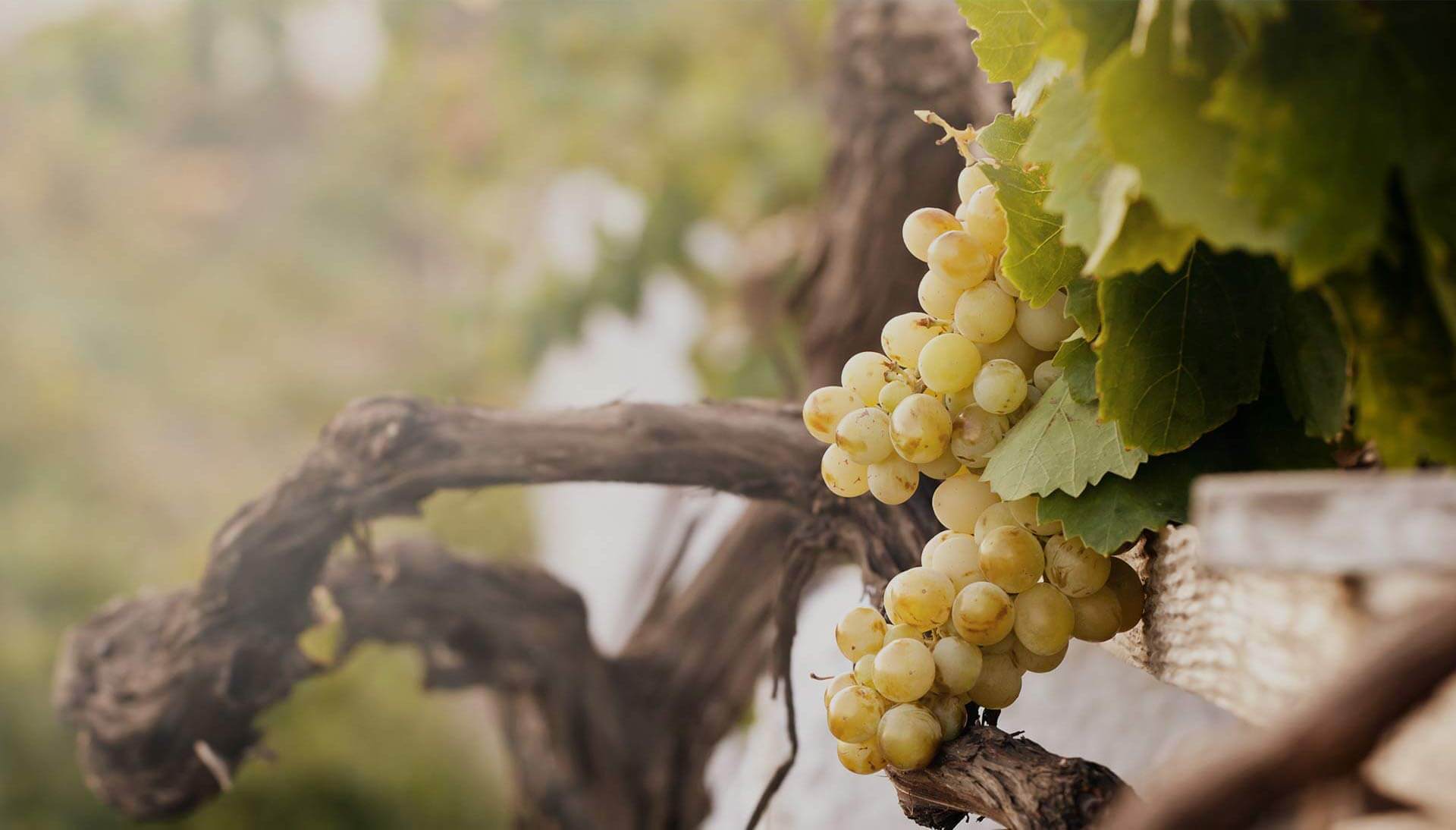 Vignes du domaine Vignoble Durand