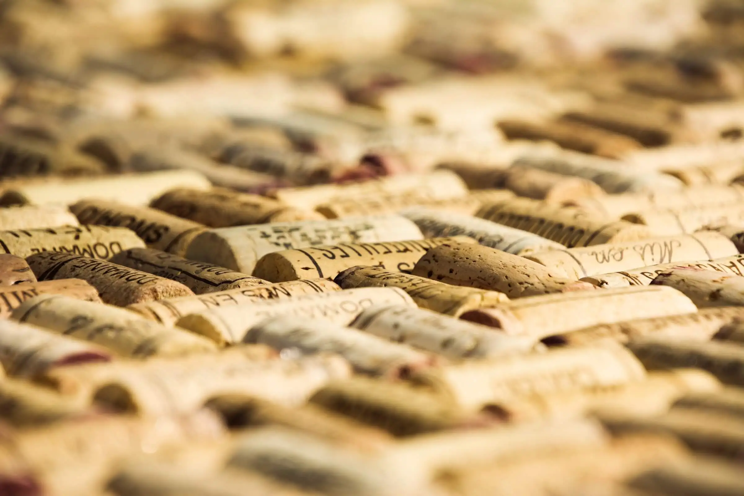 Photos des vignes du vignoble