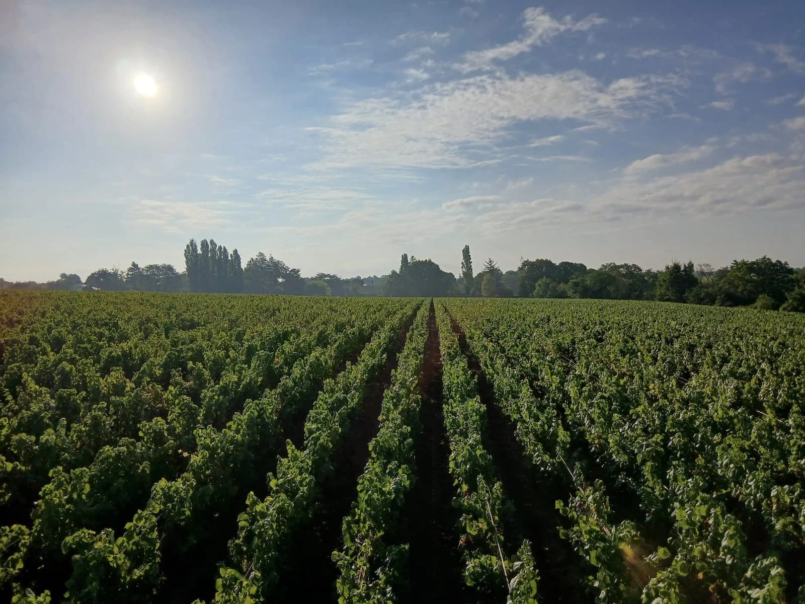 Visiter un domaine viticole près de Nantes : que voir au Vignoble Durand ? - Vignoble Durand